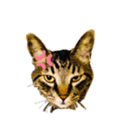 Catsスタンプ いつでも！（個別スタンプ：6）