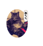 Catsスタンプ いつでも！（個別スタンプ：7）