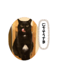 Catsスタンプ いつでも！（個別スタンプ：10）