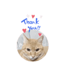 Catsスタンプ いつでも！（個別スタンプ：11）