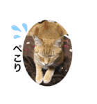 Catsスタンプ いつでも！（個別スタンプ：12）