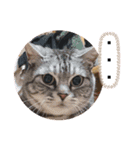 Catsスタンプ いつでも！（個別スタンプ：13）