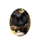 Catsスタンプ いつでも！（個別スタンプ：14）