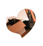 Catsスタンプ いつでも！（個別スタンプ：15）