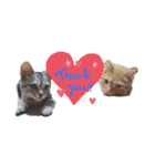 Catsスタンプ いつでも！（個別スタンプ：16）