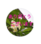 南国行きたい。（個別スタンプ：18）