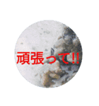 南国行きたい。（個別スタンプ：33）