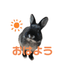 黒うさぎのたも丸くん♥（個別スタンプ：1）