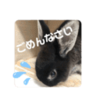 黒うさぎのたも丸くん♥（個別スタンプ：13）