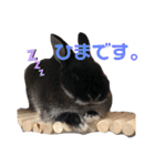 黒うさぎのたも丸くん♥（個別スタンプ：15）