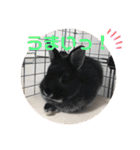 黒うさぎのたも丸くん♥（個別スタンプ：20）