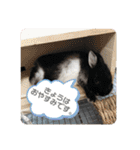 黒うさぎのたも丸くん♥（個別スタンプ：27）