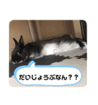 黒うさぎのたも丸くん♥（個別スタンプ：30）