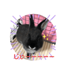 黒うさぎのたも丸くん♥（個別スタンプ：31）