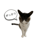 ハチワレ 銀さん2（個別スタンプ：16）