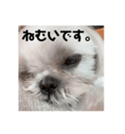 かあいいあずき（個別スタンプ：1）