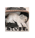 かあいいあずき（個別スタンプ：2）