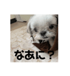 かあいいあずき（個別スタンプ：3）