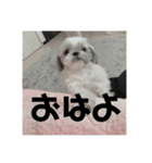 かあいいあずき（個別スタンプ：4）