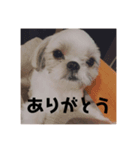 かあいいあずき（個別スタンプ：5）