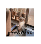 かあいいあずき（個別スタンプ：6）