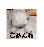 かあいいあずき（個別スタンプ：7）