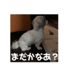 かあいいあずき（個別スタンプ：8）