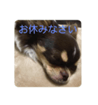 イヌ三昧（個別スタンプ：5）