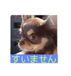 イヌ三昧（個別スタンプ：7）