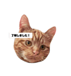 保護猫チャトと仲間達♪（個別スタンプ：1）