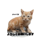 保護猫チャトと仲間達♪（個別スタンプ：2）