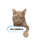 保護猫チャトと仲間達♪（個別スタンプ：3）