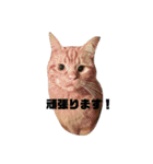 保護猫チャトと仲間達♪（個別スタンプ：4）