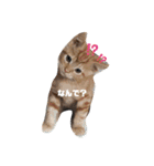 保護猫チャトと仲間達♪（個別スタンプ：8）