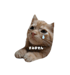 保護猫チャトと仲間達♪（個別スタンプ：10）