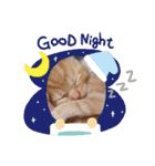 保護猫チャトと仲間達♪（個別スタンプ：13）