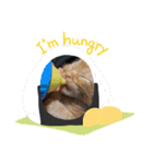 保護猫チャトと仲間達♪（個別スタンプ：16）
