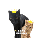 保護猫チャトと仲間達♪（個別スタンプ：17）