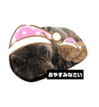 保護猫チャトと仲間達♪（個別スタンプ：18）