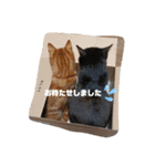 保護猫チャトと仲間達♪（個別スタンプ：19）
