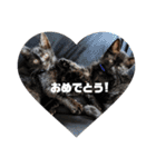 保護猫チャトと仲間達♪（個別スタンプ：20）