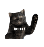 保護猫チャトと仲間達♪（個別スタンプ：21）
