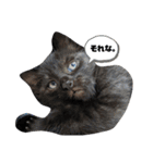 保護猫チャトと仲間達♪（個別スタンプ：22）