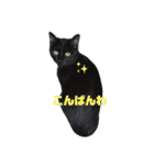 保護猫チャトと仲間達♪（個別スタンプ：24）