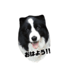 保護猫チャトと仲間達♪（個別スタンプ：25）