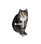 保護猫チャトと仲間達♪（個別スタンプ：26）
