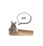 保護猫チャトと仲間達♪（個別スタンプ：31）
