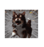ろんぐちわわ（個別スタンプ：3）