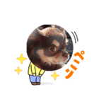 ろんぐちわわ（個別スタンプ：4）
