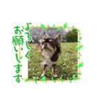 ろんぐちわわ（個別スタンプ：8）